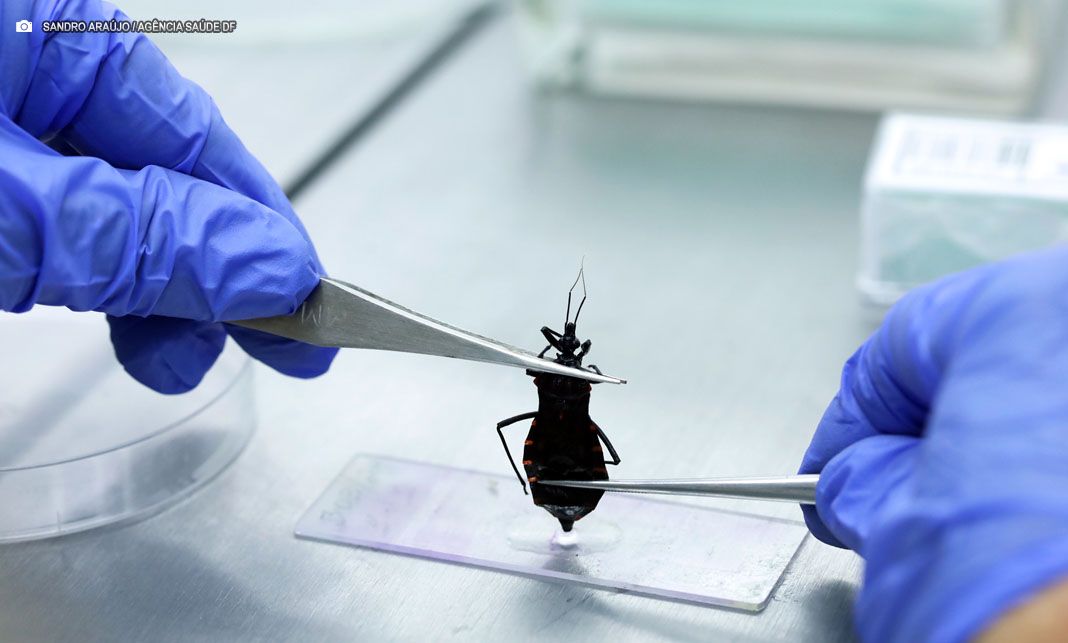 Vigilância Ambiental analisa animais que representam risco à saúde no DF