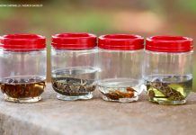 DF registra mais de 5,5 mil acidentes com animais peçonhentos em um ano