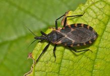 Diagnóstico precoce da doença de Chagas pode evitar danos graves ao coração