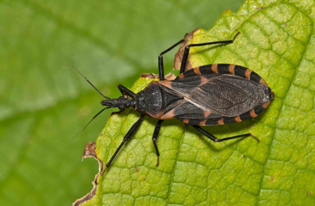 Diagnóstico precoce da doença de Chagas pode evitar danos graves ao coração