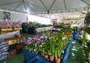 Brasília ganha cores e aromas com a 5ª Feira das Orquídeas & Plantas