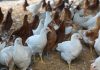 Emergência zoossanitária no DF permanece durante período de alerta nacional para gripe aviária