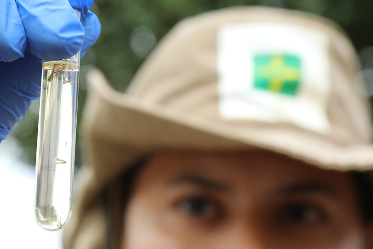 CLDF: Comissão de Saúde aprova distribuição gratuita de repelentes no DF contra a dengue CLDF: Comissão de Saúde aprova distribuição gratuita de repelentes no DF contra a dengue