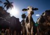 União Europeia veta carne brasileira a partir de setembro