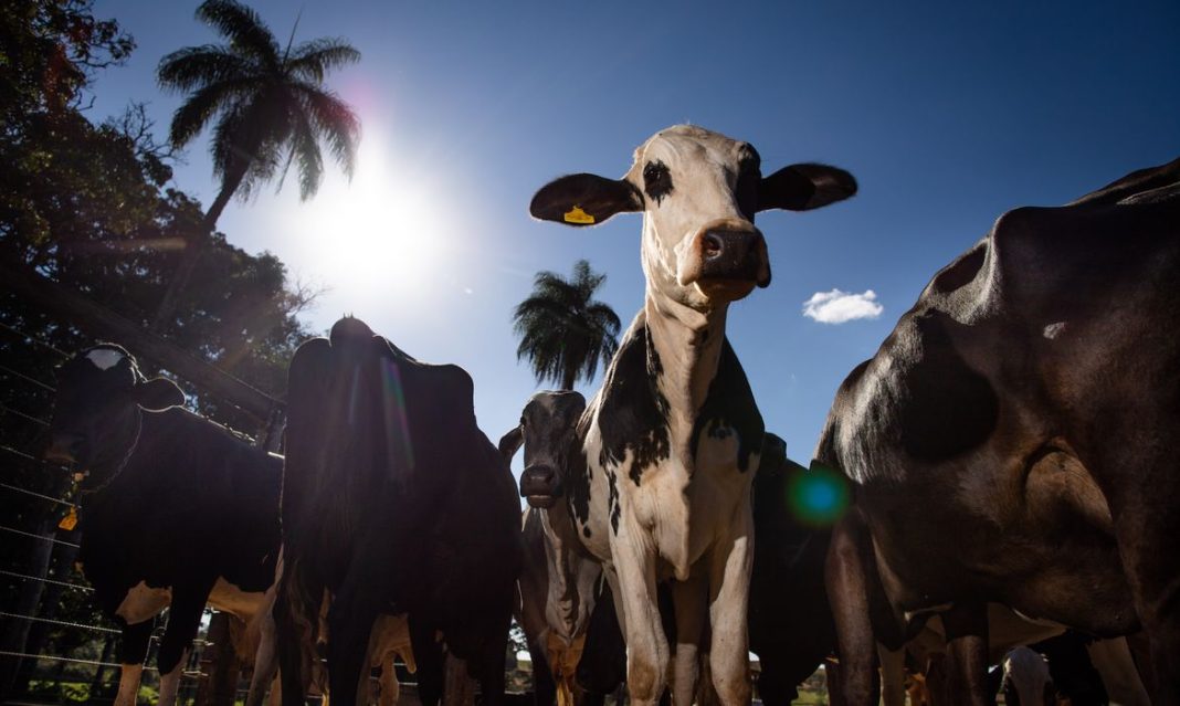 União Europeia veta carne brasileira a partir de setembro União Europeia veta carne brasileira a partir de setembro