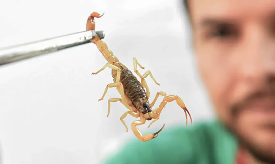 Crianças são mais vulneráveis a envenenamento por picada de escorpião Crianças são mais vulneráveis a envenenamento por picada de escorpião