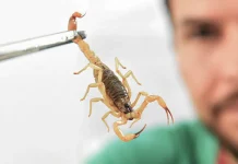 Crianças são mais vulneráveis a envenenamento por picada de escorpião
