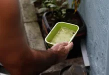 El Niño pode aumentar casos de chikungunya e dengue no Brasil