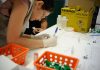 Estudo sobre hepatites virais traça panorama da doença em onze anos
