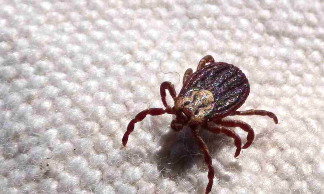SP registra 18 mortes por febre maculosa em 19 casos confirmados SP registra 18 mortes por febre maculosa em 19 casos confirmados