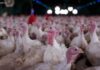 Ministério da Agricultura confirma foco da doença de Newcastle em Santa Catarina